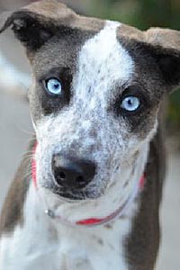 Bella, a young Australian cattle dog with blue eyes