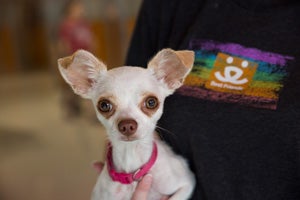 Chihuahuas are available for adoption for folks looking to adopt a small dog
