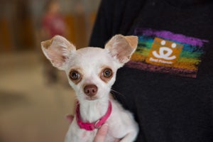 Adopt a teacup 2024 puppy near me