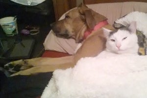 Labrador mix dog Honey cuddling with one of the cats