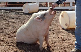 Rupert the pig receives a food treat as he is playing a game