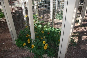 Flowers, which are great bird enrichment, growing in the outdoor parrot enclosures