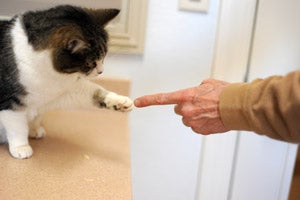 Patches proves that seniors can learn clicker training too