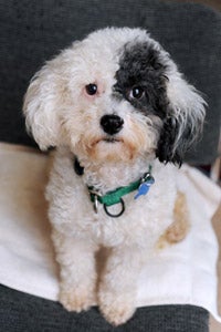 Patches the miniature poodle who had surgery for her incontinence challenges