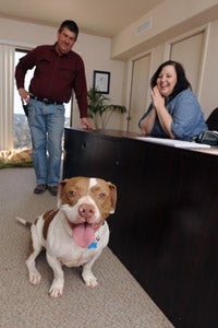 Pepsi the pit bull loves his weekly trips to the HR office