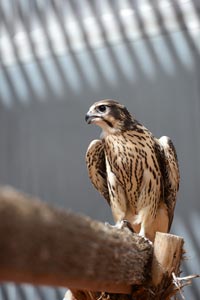 The rescued peregrine falcon
