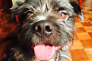 Benny, an adorable scruffy terrier mix from the East Valley Shelter