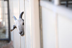 Phil the shy Nubian goat peeking around a door