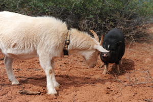 Goat and a pig playing during a play date