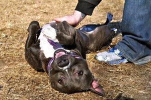 Black and white pit bull from BARCS getting a belly rub