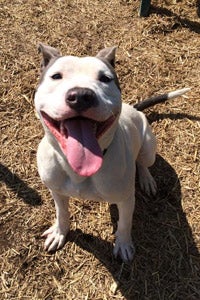 White pit bull from BARCS