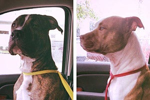 Cash and Aries the pit bull terrier dogs who were fixed thanks to Dolly's Foundation