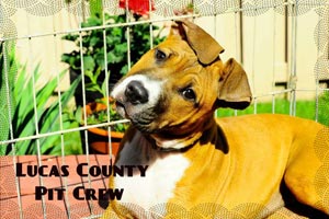 Praire the dog from the Lucas County Pit Crew
