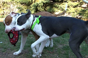 Henessey and Sully the pit-bull-terrier mixes are inseparable