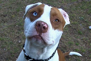 Henessey the pit-bull-terrier mix has one blue and one brown eye