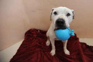 Big Bob the white pit bull with his ball