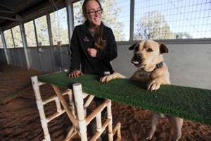 Trainer with Tig the dog who is practicing agility training to help him with impulse control