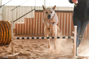 Tig the dog leaping over a bar during agility work