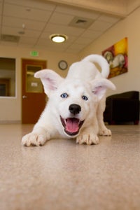 Yinyang the white puppy doing a play bow