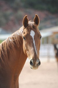 Red the neglected former racehorse at Best Friends Animal Sanctuary