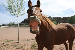 Red the horse talking, with his gums raised up over his teeth. He is a goofball.