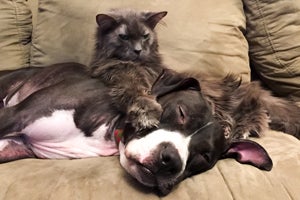 Margot the pit bull with her new kitty friend