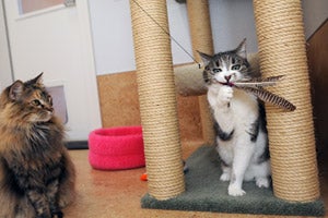 Senior cats Patches and Roxie enjoy a little playtime