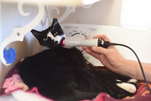 Trent the senior cat receiving his laser treatment