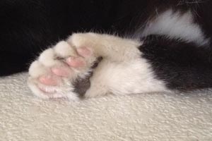Cat with polydactyl toes