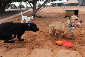 Three dogs playing outside with toys
