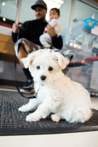 Small white puppy who will grow into a bigger dog. There is no such thing as a teacup pup.