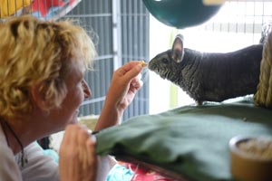 Bobbie helps socialize Moped the chinchilla