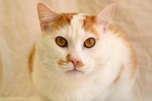Chester the white and orange spayed cat from Roosevelt Animal Shelter