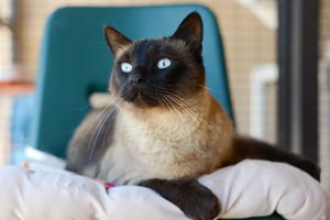 Spencer is a handsome Siamese mix cat who is discordant for feline leukemia