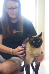 Spencer the Siamese cat who has inconclusive FeLV test results with a caregiver