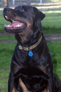 Chaos, a rottweiler mix from St. George Animal Shelter