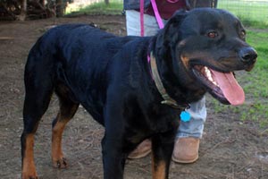 Rottweiler went to a breed rescue group and was then adopted