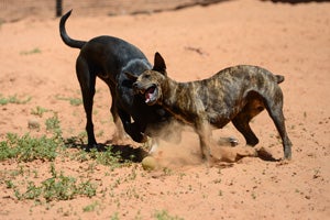 Brigit the dog playing with Porthos, a playful Lab mix