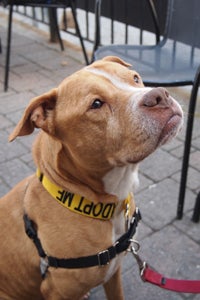 Tank the pit bull was rescued after Superstorm Sandy