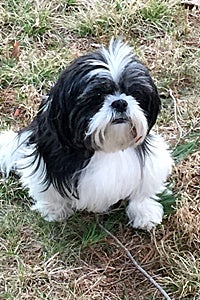 Taylor the shih tzu loving her new life