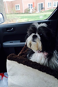 Taylor the shih tzu on the road