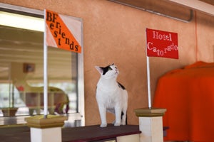 The cats quickly started enjoying the Hotel Catorado