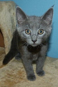 Tinsel the kitten from Mt. Olive TNR Project