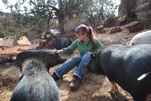 Group of pigs with a caregiver at Best Friends Animal Sanctuary