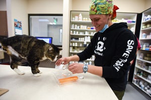 Tommy the tabby cat at the pharmacy