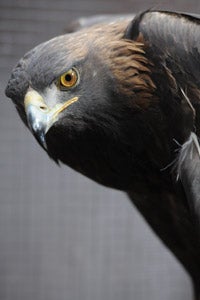 After being found, the eagle is recovering