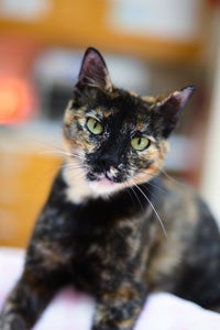 Flora the tortoiseshell cat who sustained a head injury and has neurological issues