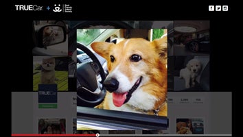 Photo of a dog sitting in the driver's seat of a car