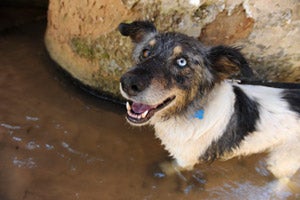 Tweed the dog rescued after Hurricane Katrina