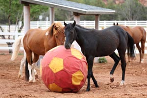 Uno and Legs the horses playing with a training ball
